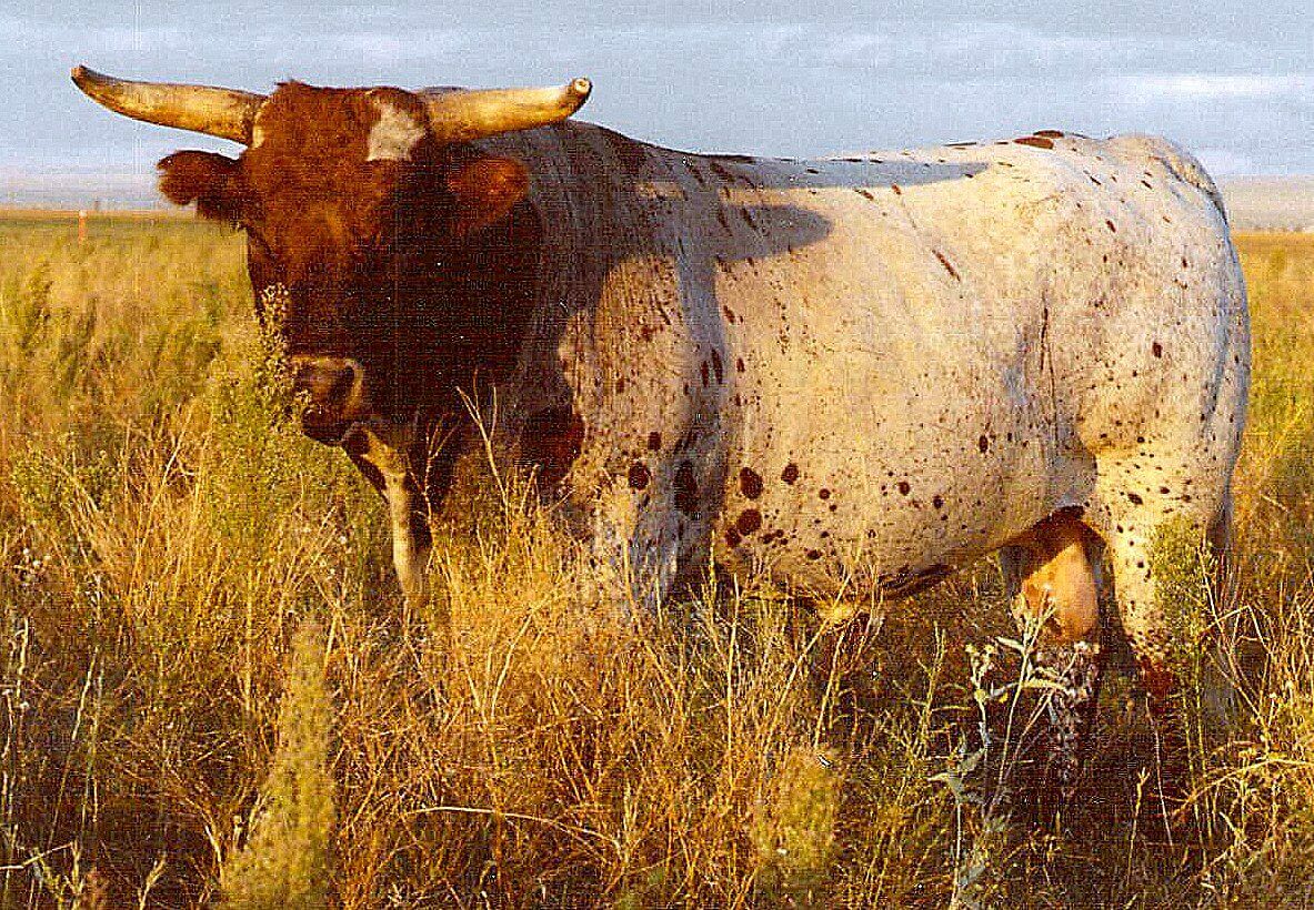 In starting the Dickinson family Texas Longhorn herd, Sam Bass was the widest horned bull that could be found. He is believed to be over 32" at most, but was tipped down to under 20" tip to tip. This was our start.