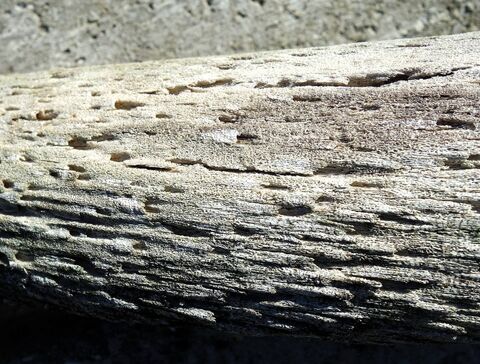 Detailaufnahme knöcherner Hornzapfen mit Löchern für Adern