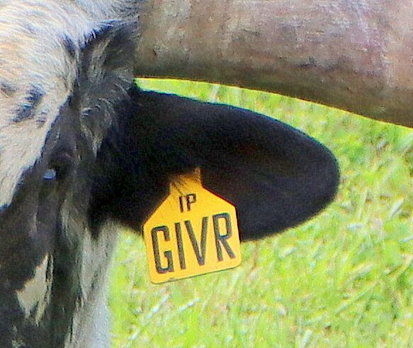 DCC Plastic Ear Tag