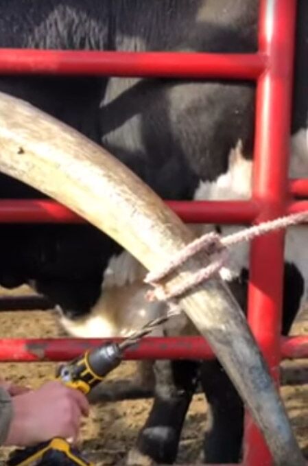 To know for sure if a horn is dead, drill a hole into it. If the horn bleeds bright red blood, it still has good circulation and is alive. If it drains with black, rotten liquid as in this clip, it is a dying horn.