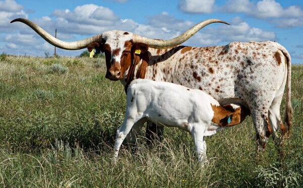 Longhorn cows are very recognizable and they make for great show animals.