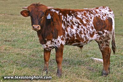 Drag Iron as a weanling bull calf Fall 2007.