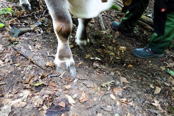 deutlich das tiefe Einsinken im weichen Boden und das Auseinanderweichen der Klauen unter Belastung