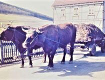 Mistfahren - ein Bild vom Landwirtschaftsmuseum Hilchenbach-Hadem