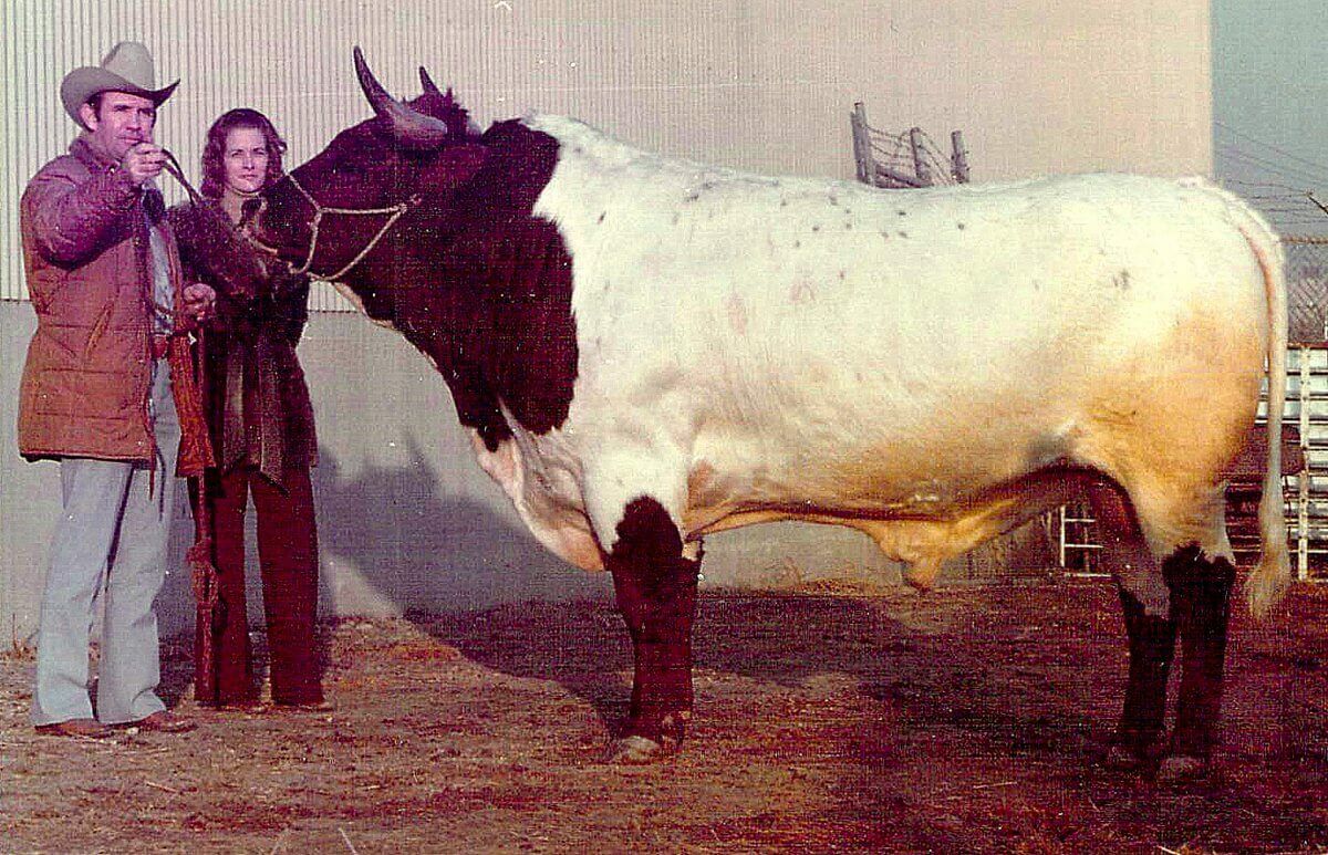 Ranger's Big'un was a son of Texas Ranger and the first Texas Longhorn to weigh over a ton. He was purchased from DCC, for $20,000 by Larry Smith Sr, standing with Linda Dickinson, at the Fort Worth Fat Stock Show 1978.