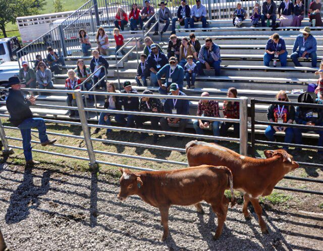 A serious part of the educational demonstration was methods of evaluation of weanling bulls and how to divide them into herd sire prospects, ropers, feeders or exhibition steers.