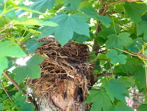verstecktes Vogelnest