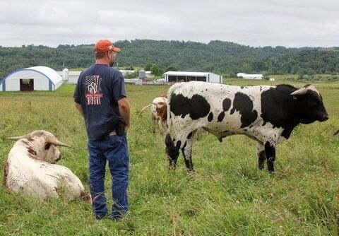 The greatest and most accurate way to evaluate cattle is to see them in pasture condition where each critter is fed and treated the same. Cattle of the same age can be viewed in comparative analysis for a correct evaluation.