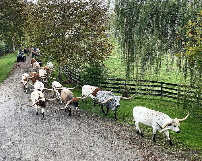 The DCC Exhibition Steer herd was brought in for display with 8 steers over 100" T2T all under age 6.
