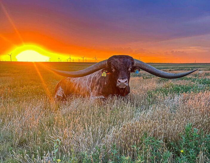 Famous sire Cut'n Dried lives on the Diamond B Ranch in north Texas. Famous sire Cut'n Dried lives on the Diamond B Ranch in north Texas.