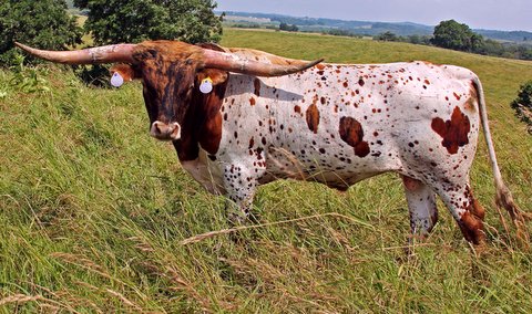 Tuxedo, age 2, breeding in DCC pastures, Summer 2017 Tuxedo, age 2, breeding in DCC pastures, Summer 2017