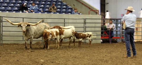 Judge John Oliver of Texas selected as All Age Grand Champion Non Halter cow the DCC entry Iron On by Drag iron. Judge John Oliver of Texas selected as All Age Grand Champion Non Halter cow the DCC entry Iron On by Drag iron.