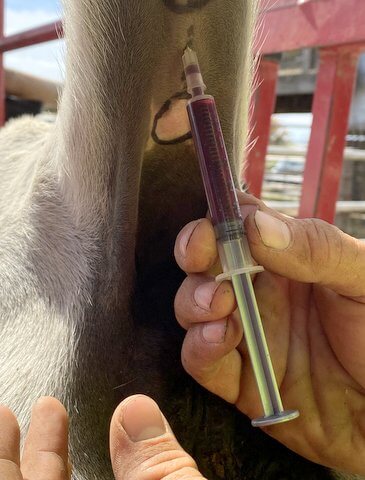 For preg checks only 3 cc needed. That is it, less than a minute if the cow is squeezed tight in a good chute, otherwise might take all day. Bry chutes work perfect for this from standing in the rear or to the side.